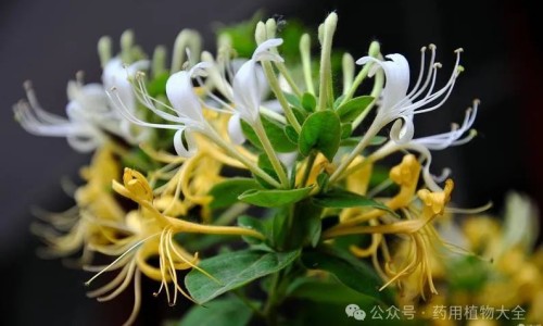 当归中药的作用和副作用-当归中药专区_当归中药专区_当归中药的作用网